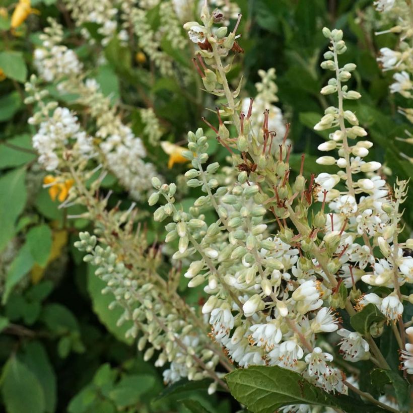 Clethra alnifolia Anne Bidwell (Floração)