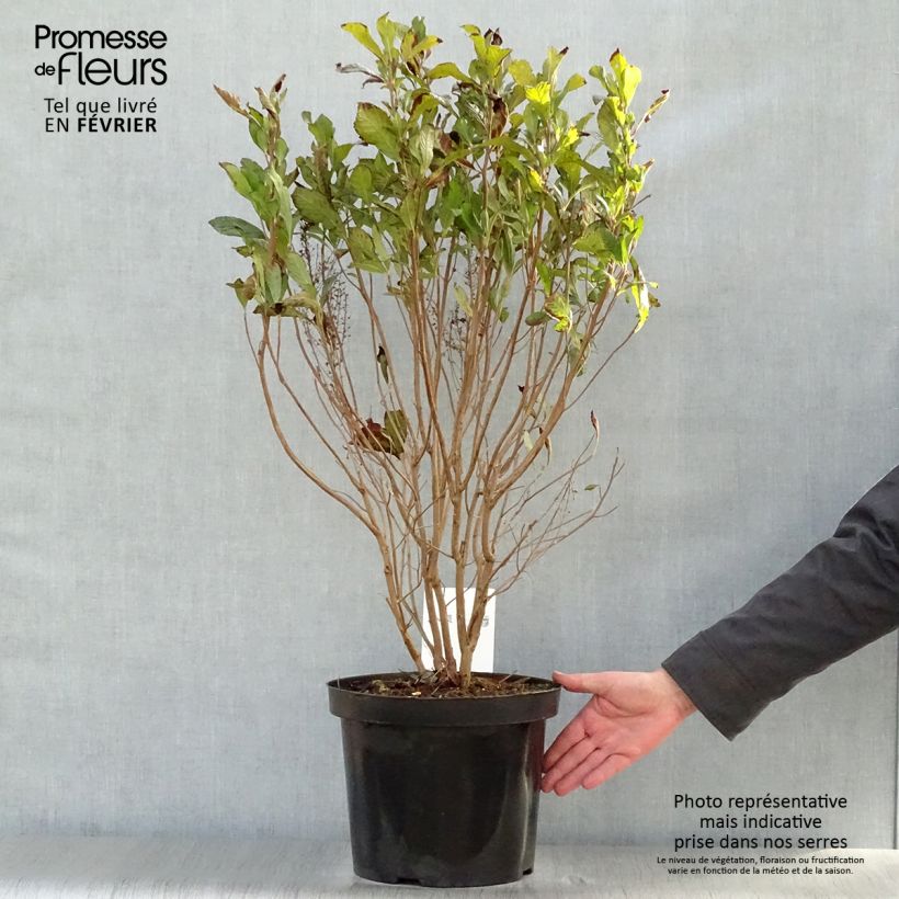 Amostra de Clethra alnifolia Anne Bidwell Vaso de 7,5 L/10 L tal como entregue no inverno