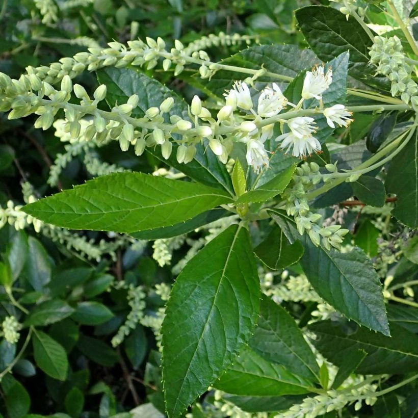 Clethra alnifolia Hummingbird (Folhagem)