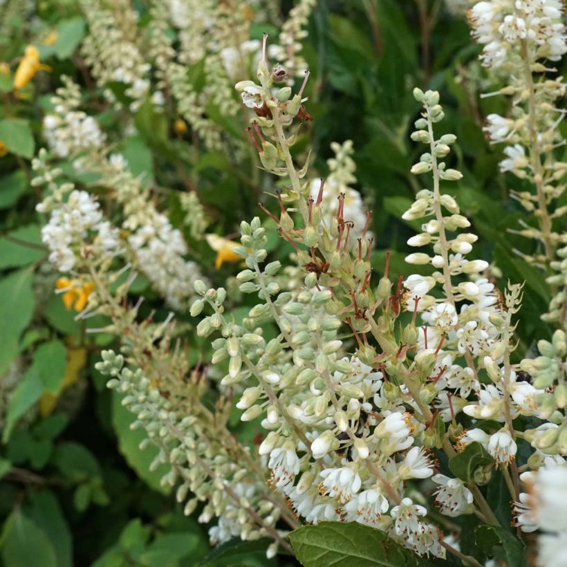 Clethra alnifolia Hummingbird (Floração)