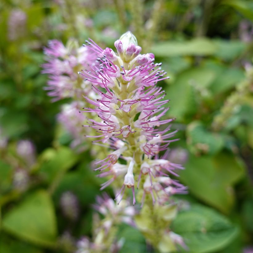 Clethra alnifolia Hummingbird (Floração)