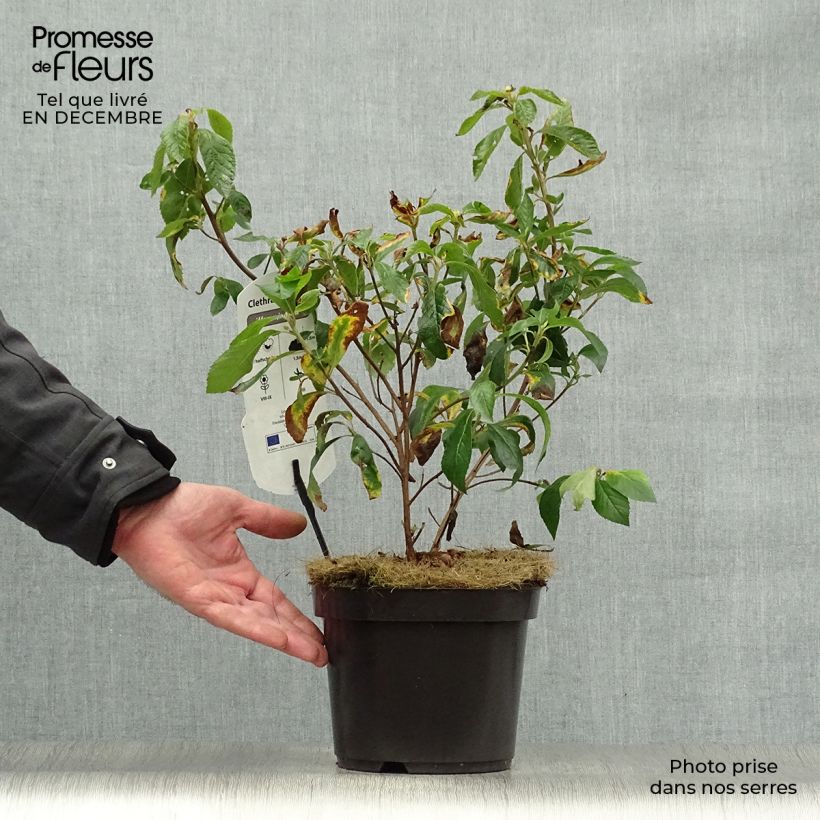 Amostra de Clethra alnifolia Hummingbird Vaso de 3 L/4 L tal como entregue no inverno