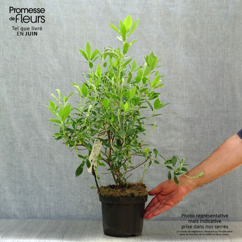 Amostra de Clethra alnifolia Hummingbird Vaso de 3 L/4 L tal como entregue no verão