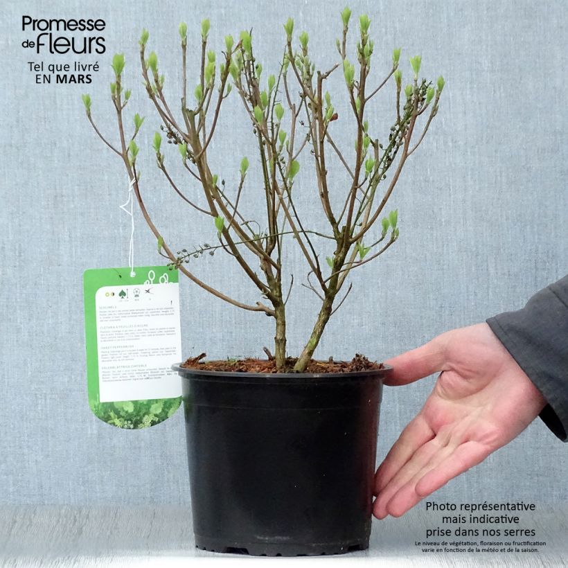 Amostra de Clethra alnifolia Hummingbird Vaso de 3 L/4 L tal como entregue na primavera