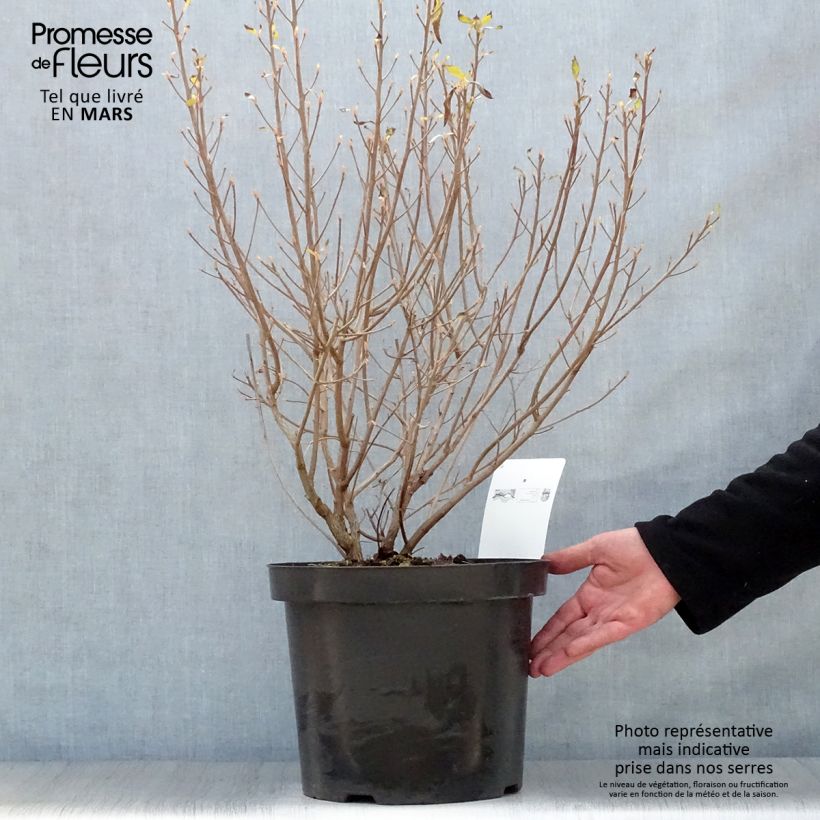 Amostra de Clethra alnifolia Hummingbird Vaso de 7,5 L/10 L tal como entregue na primavera