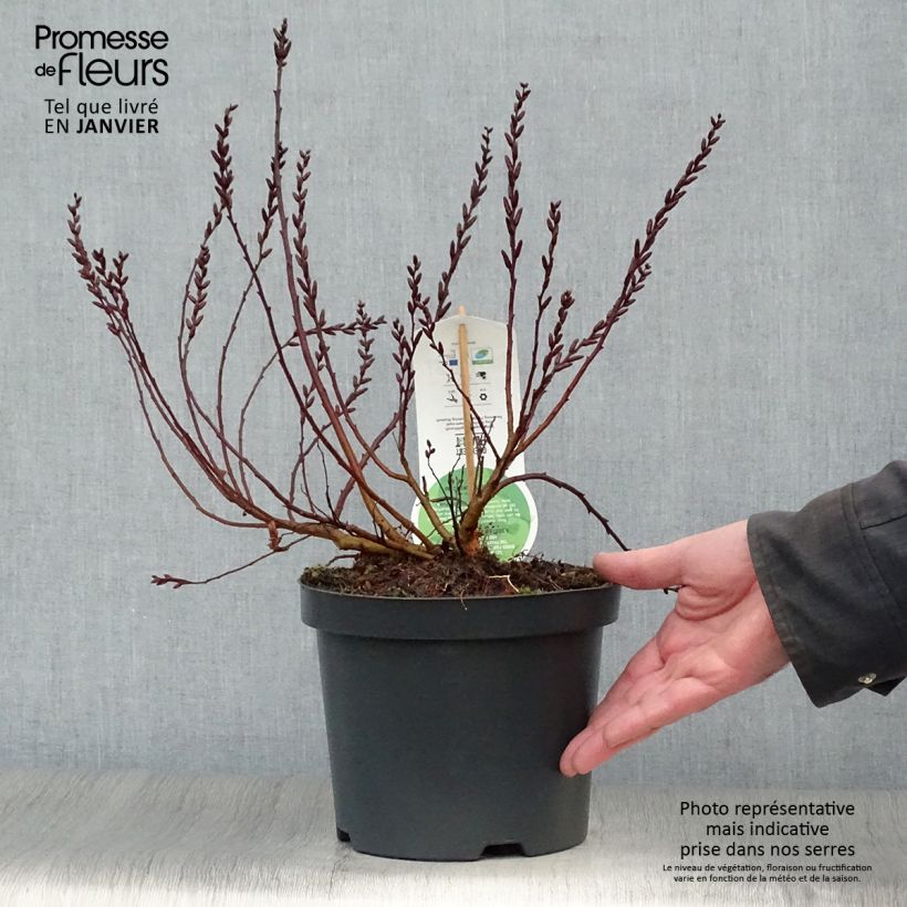 Amostra de Clethra alnifolia Vaso de 3 L/4 L tal como entregue no inverno