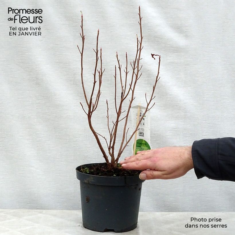 Amostra de Clethra alnifolia Ruby Spice Vaso de 3 L/4 L tal como entregue no inverno