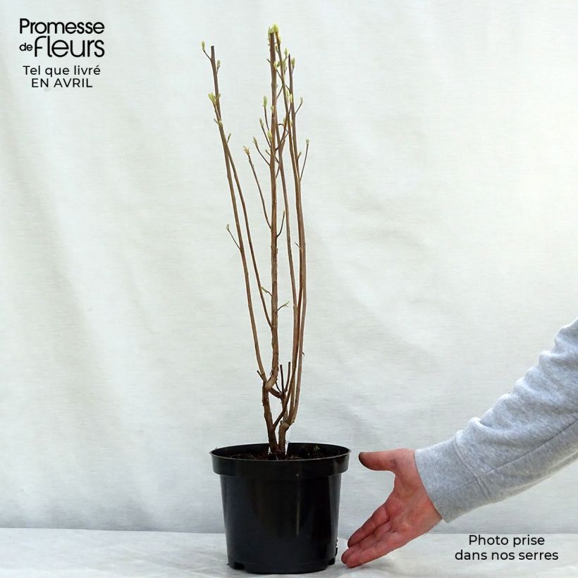 Amostra de Clethra alnifolia Ruby Spice Vaso de 3 L/4 L tal como entregue na primavera