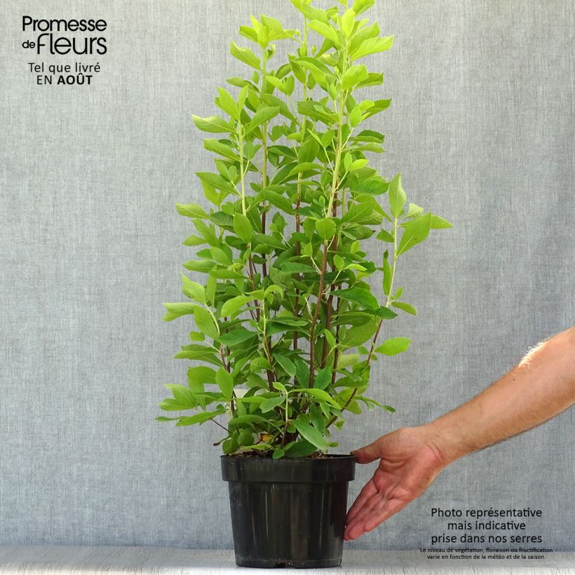 Amostra de Clethra alnifolia Ruby Spice Vaso de 3 L/4 L tal como entregue no verão
