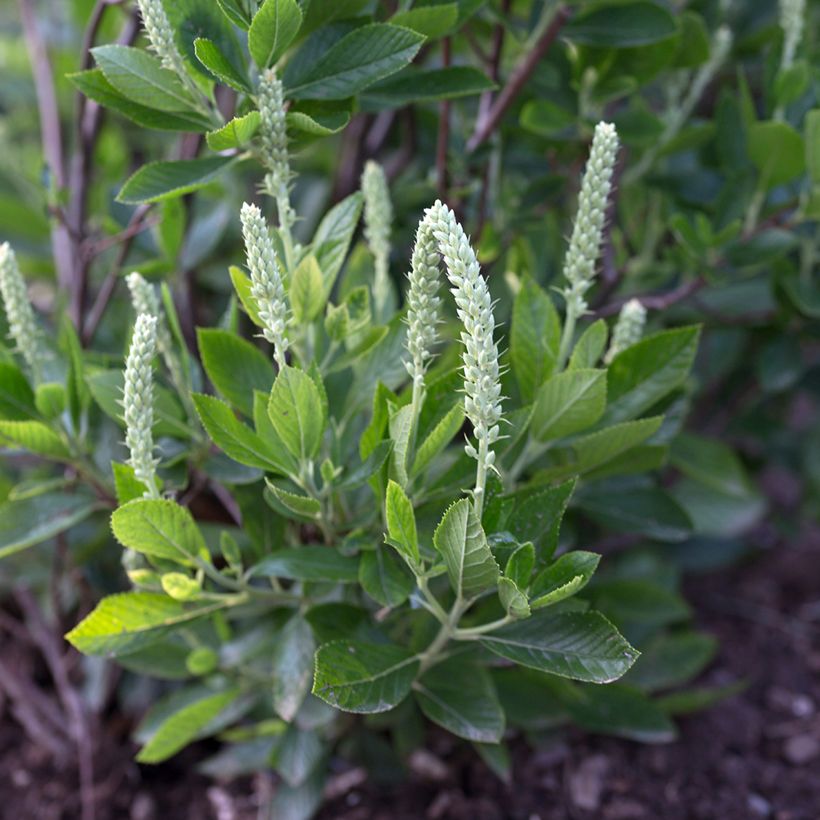 Clethra alnifolia Sixteen Candles (Floração)