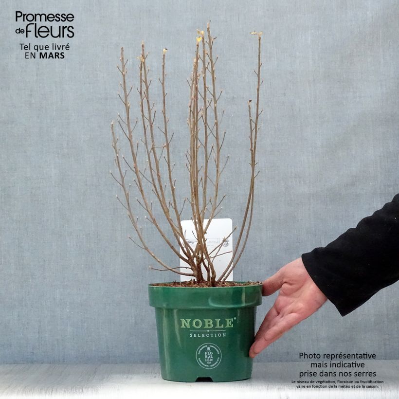 Amostra de Clethra alnifolia Sixteen Candles Vaso de 2 L/3 L tal como entregue na primavera