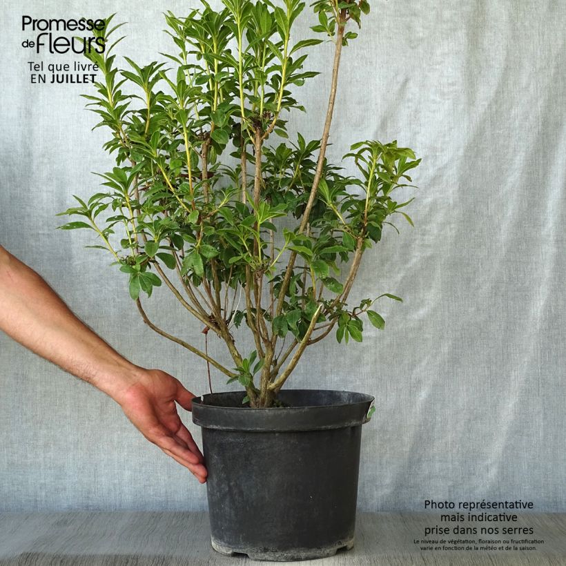 Amostra de Clethra alnifolia Sixteen Candles Vaso de 7,5 L/10 L tal como entregue no verão