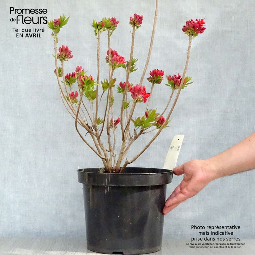 Amostra de Clethra alnifolia Sixteen Candles Vaso de 7,5 L/10 L tal como entregue na primavera