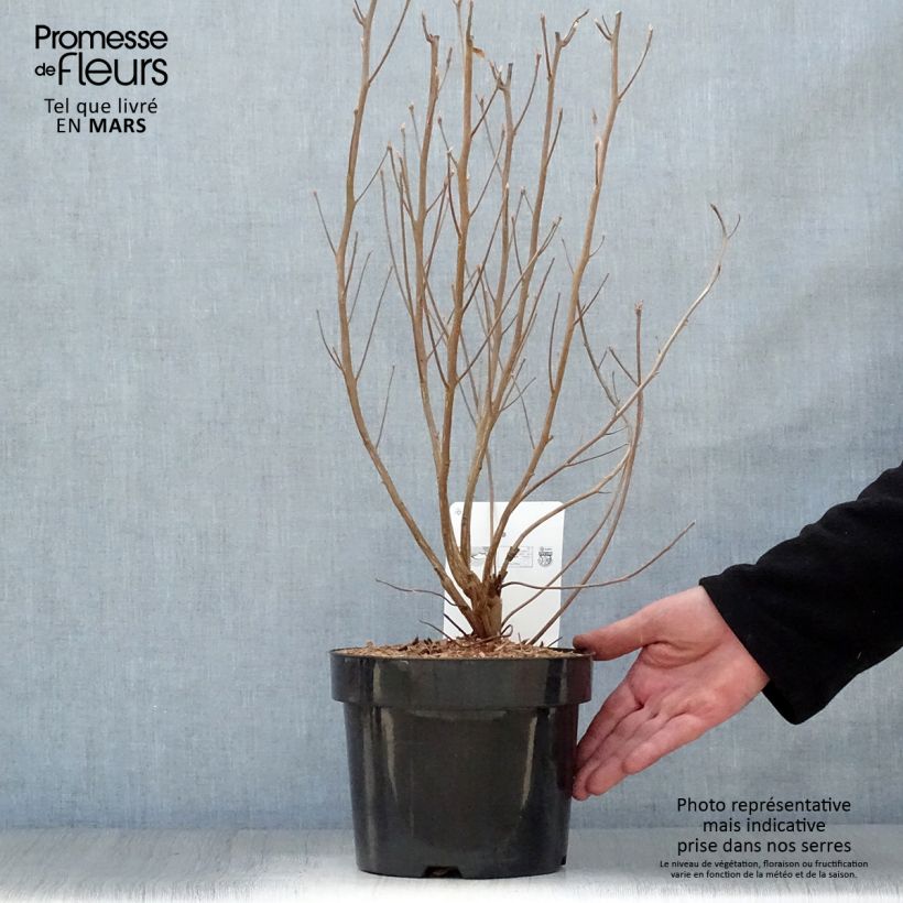 Amostra de Clethra alnifolia Vanilla Spice Vaso de 2 L/3 L tal como entregue na primavera