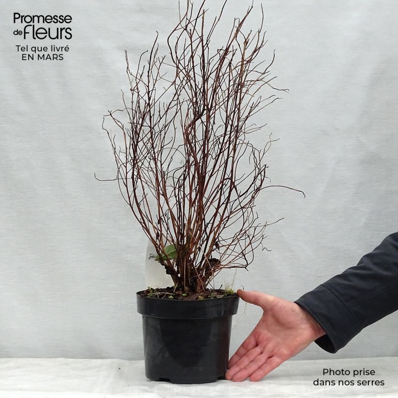 Amostra de Clethra barbinervis Vaso de 3 L/4 L tal como entregue na primavera