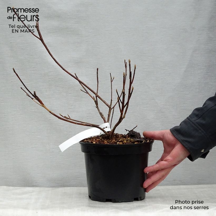 Amostra de Clethra barbinervis Great Star Minbarb Vaso de 4 L/5 L tal como entregue na primavera