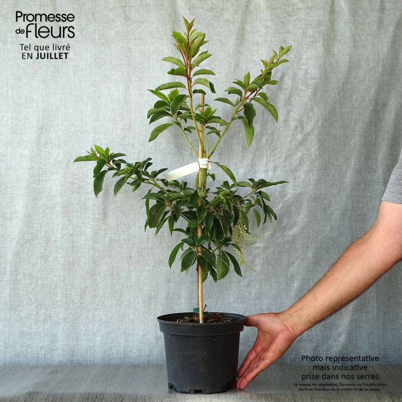 Amostra de Clethra barbinervis Great Star Minbarb Vaso de 4 L/5 L tal como entregue no verão