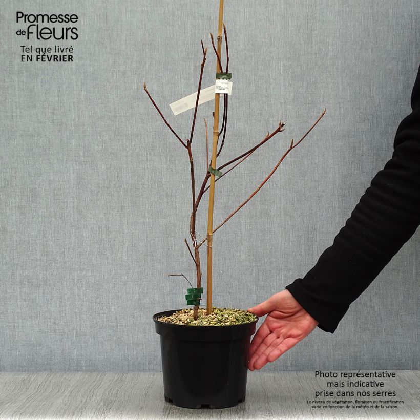 Amostra de Clethra barbinervis Great Star Vaso de 4 L/5 L tal como entregue no inverno