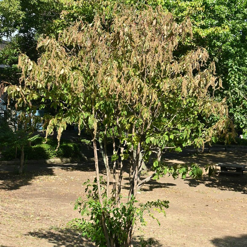 Clethra barbinervis (Hábito)