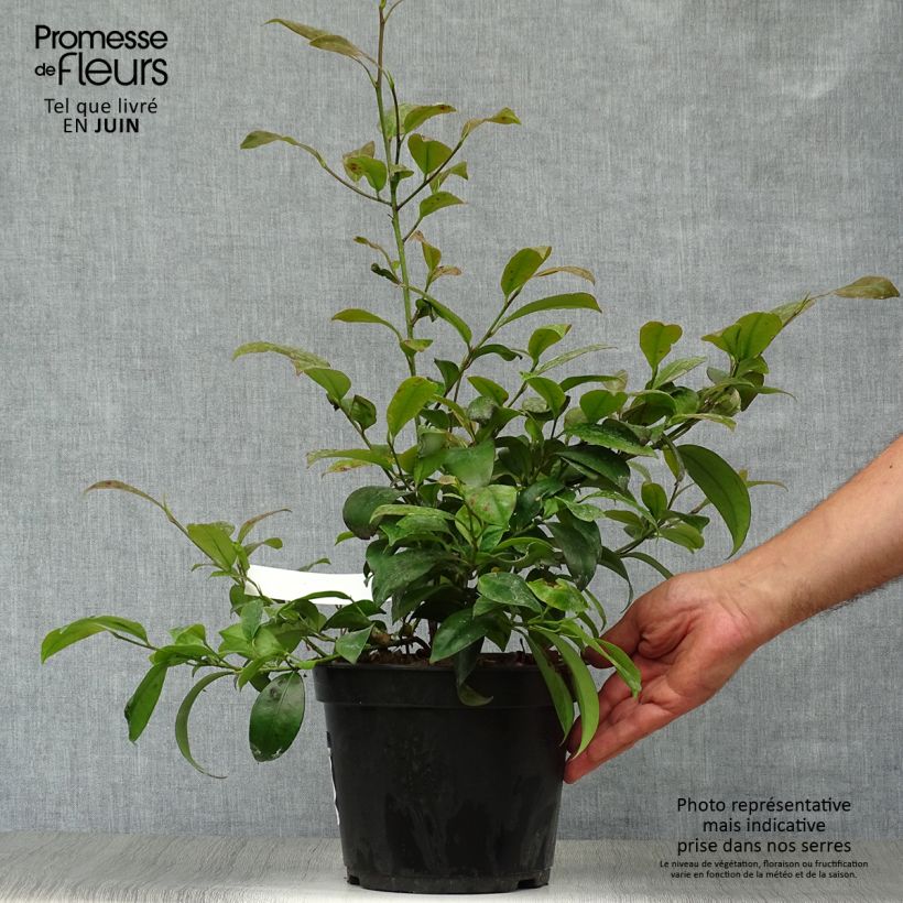 Amostra de Cleyera japonica Vaso de 4 L/5 L tal como entregue no verão