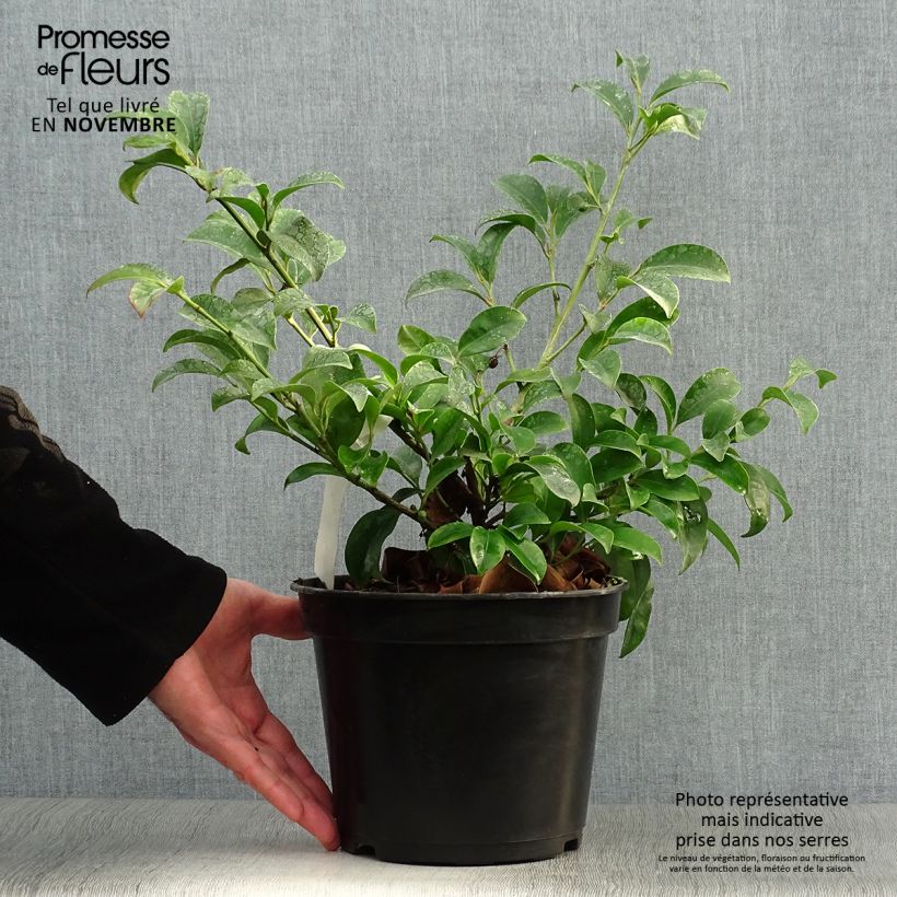 Amostra de Cleyera japonica Vaso de 4 L/5 L tal como entregue no outono