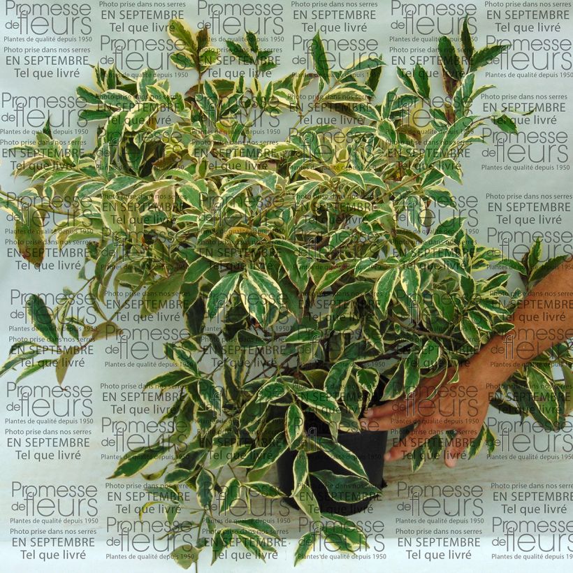 Exemplo de amostra de Cleyera japonica Variegata - Eurya ochnacea Vaso de 4 L/5 L tal como entregue