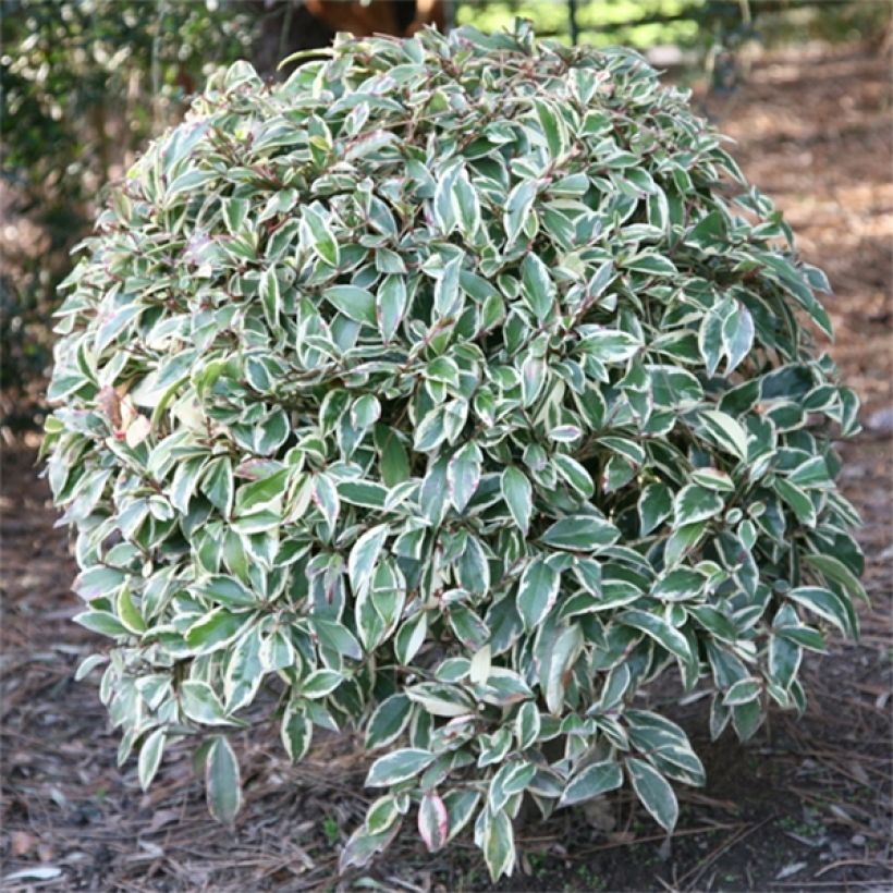 Cleyera japonica Variegata (Hábito)