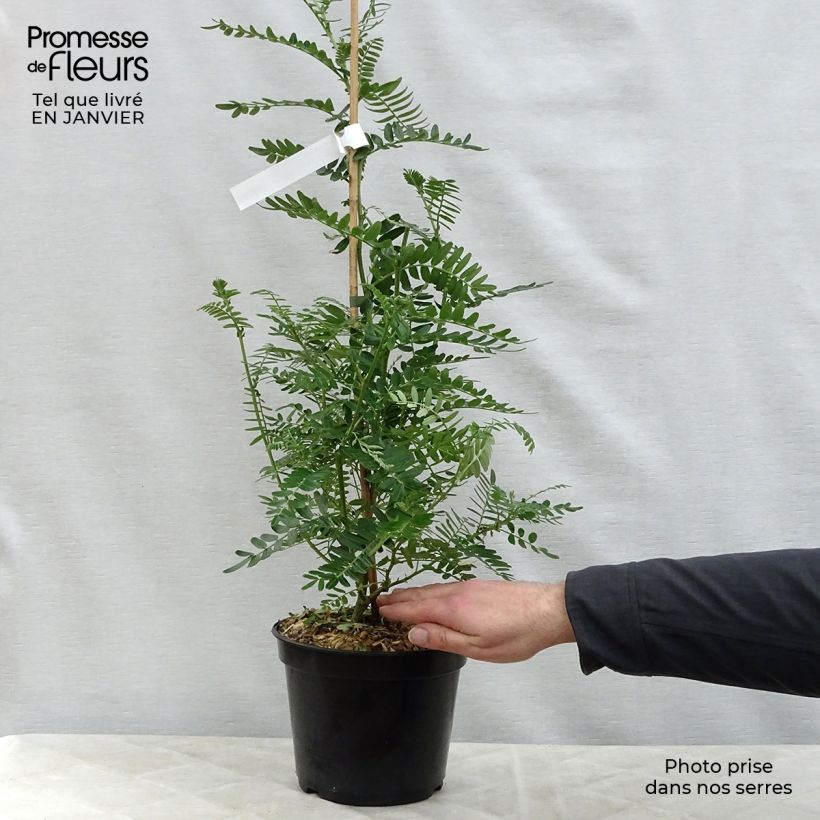 Amostra de Clianthus puniceus Flamingo - Pince de Homard Vaso de 3 L/4 L tal como entregue no inverno