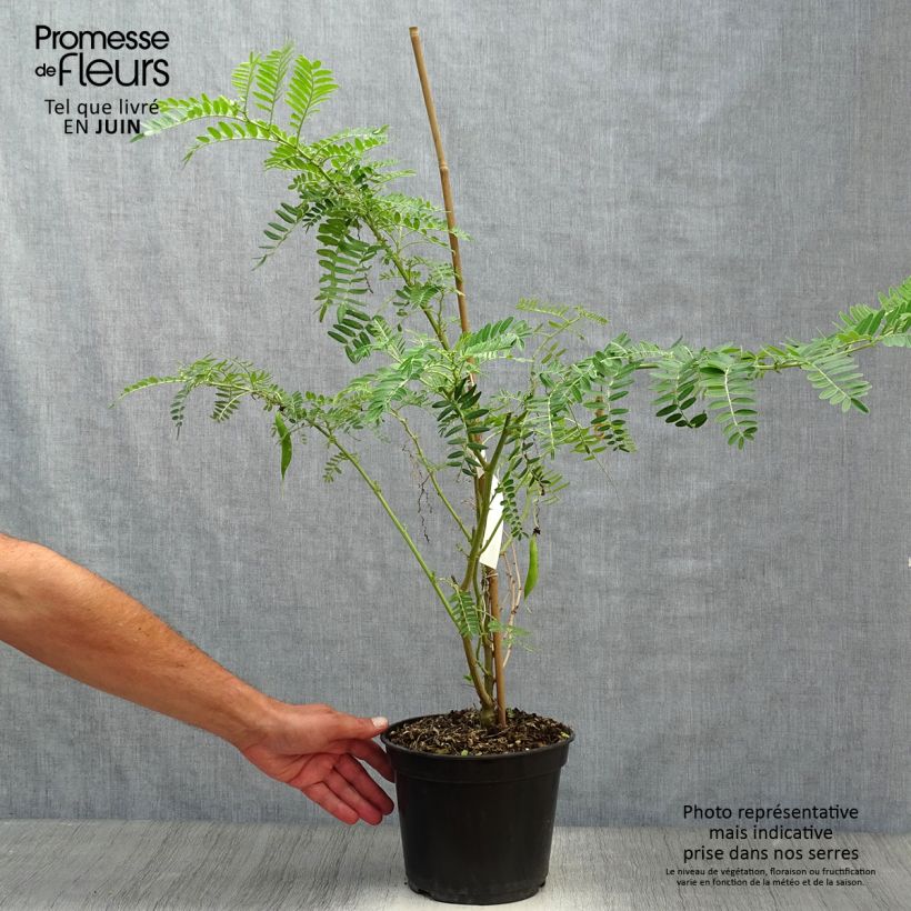 Amostra de Clianthus puniceus Flamingo Vaso de 3 L/4 L tal como entregue no verão