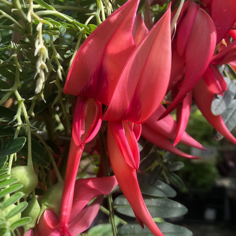 Clianthus puniceus Flamingo (Floração)
