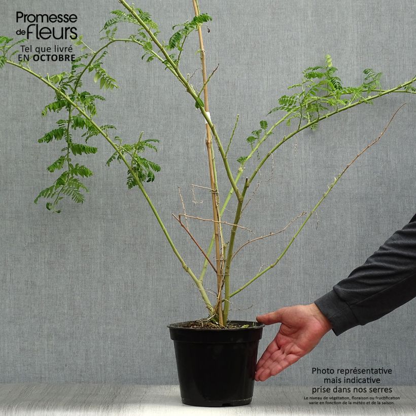 Amostra de Clianthus puniceus Kaka King Vaso de 4 L/5 L tal como entregue no outono