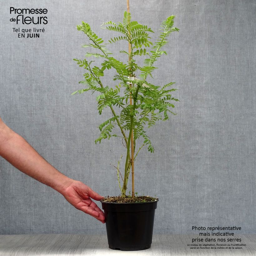 Amostra de Clianthus puniceus Kaka King Vaso de 4 L/5 L tal como entregue no verão