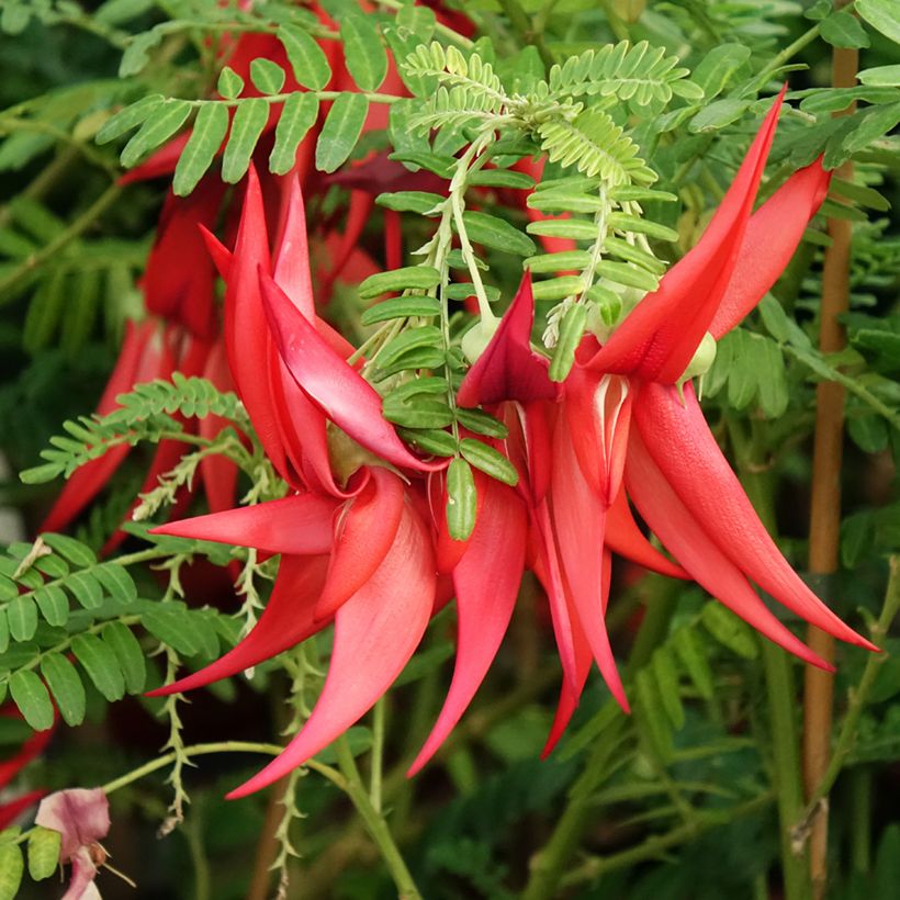 Clianthus puniceus Kaka King (Floração)