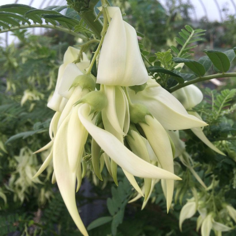 Clianthus puniceus White Heron (Floração)