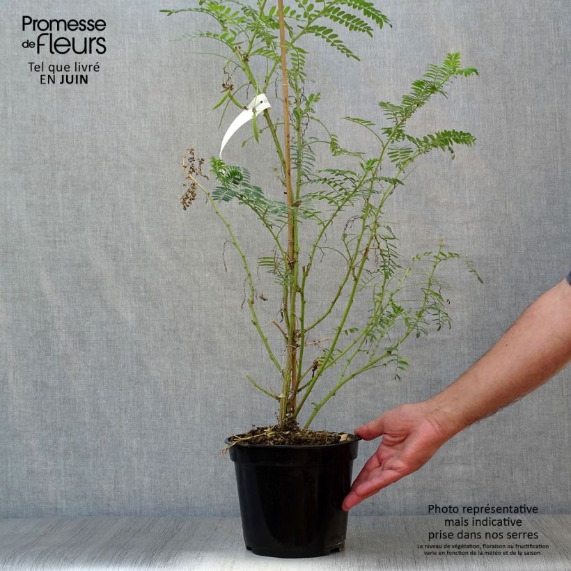 Amostra de Clianthus puniceus White Heron Vaso de 3 L/4 L tal como entregue no verão
