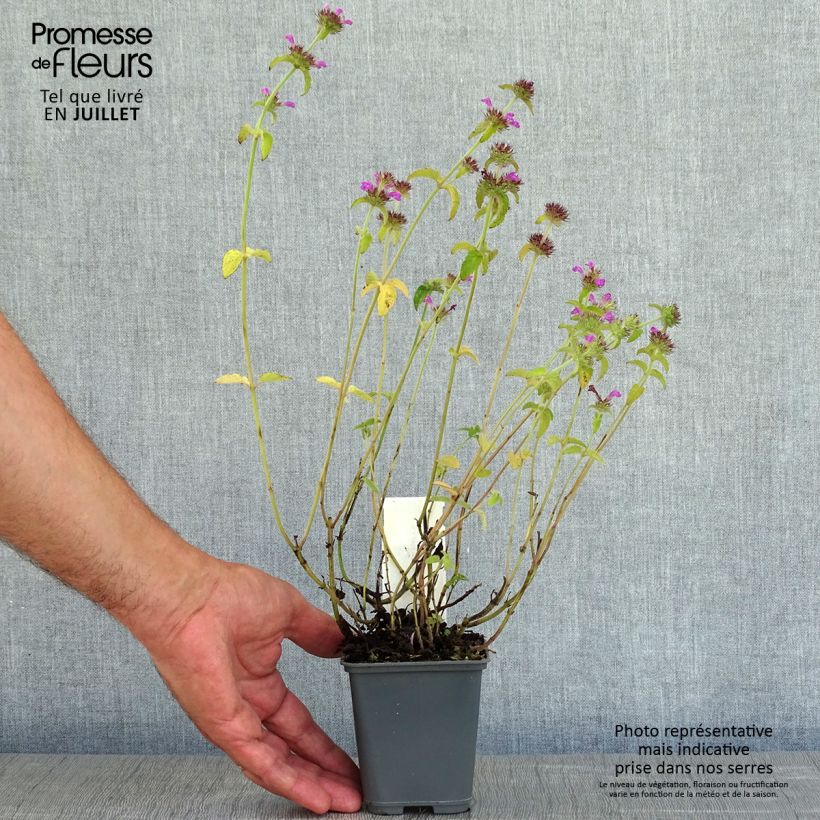 Amostra de Clinopodium vulgare Vaso de 8/9 cm tal como entregue no verão