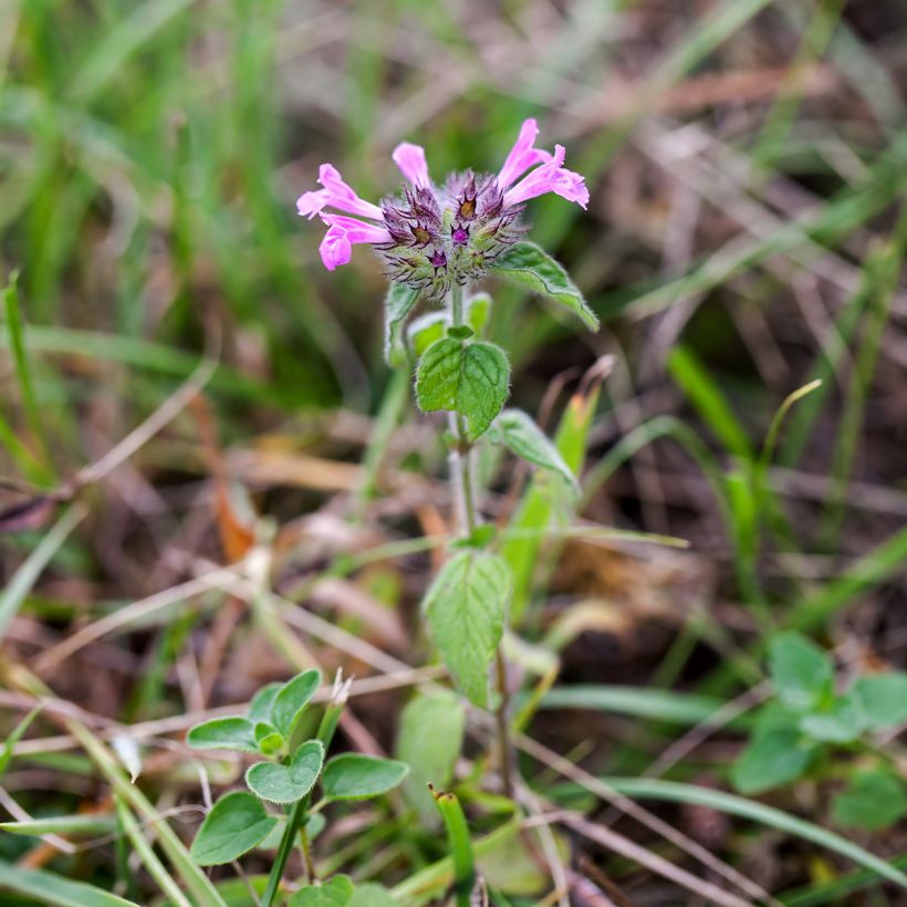 Clinopodium vulgare (Hábito)