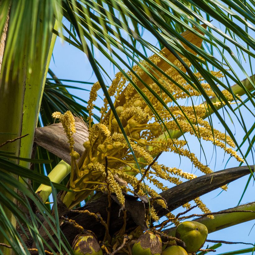 Cocos nucifera - Coqueiro (Floração)