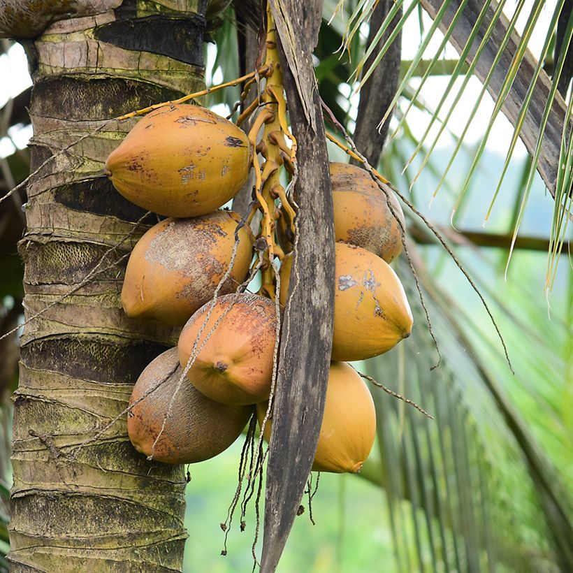 Cocos nucifera - Coqueiro (Colheita)