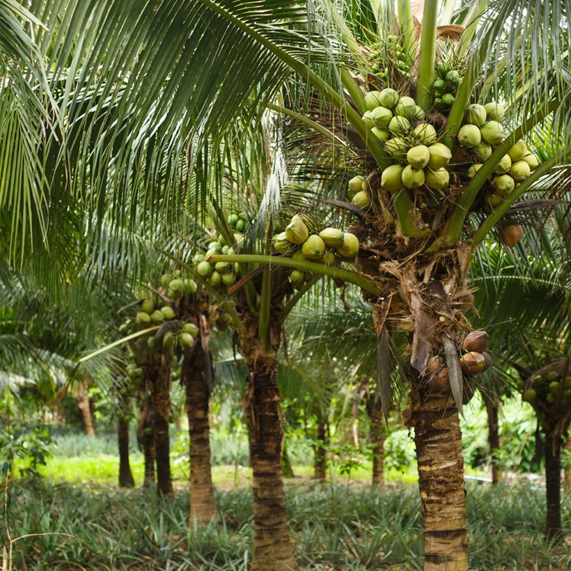 Cocos nucifera - Coqueiro (Hábito)