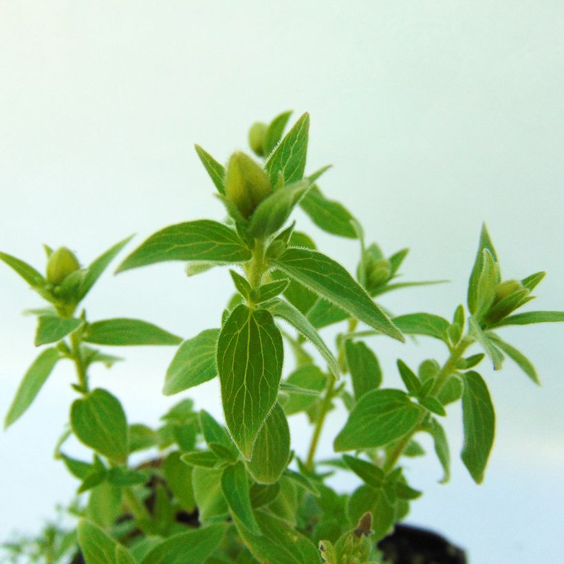 Codonopsis clematidea (Folhagem)