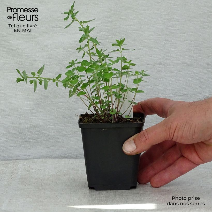 Amostra de Codonopsis clematidea Vaso de 8/9 cm tal como entregue na primavera