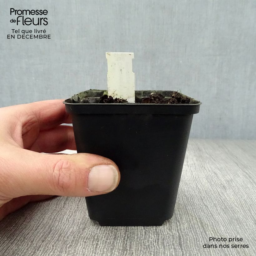 Amostra de Codonopsis clematidea Vaso de 8/9 cm tal como entregue no inverno