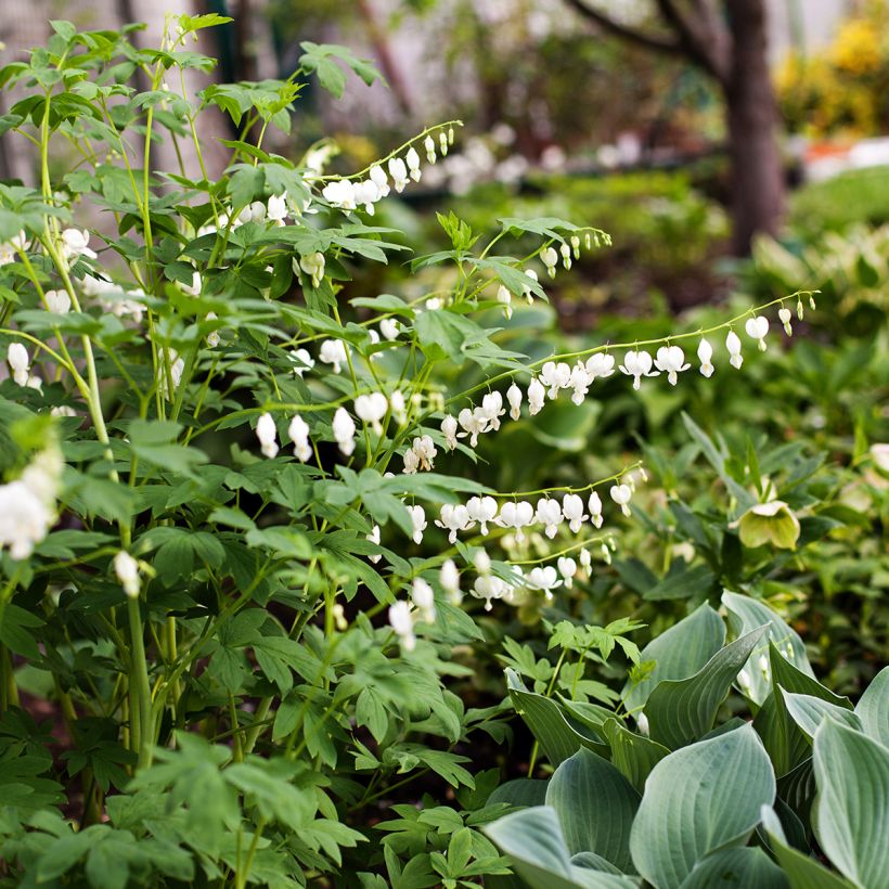 Dicentra spectabilis Alba (Hábito)