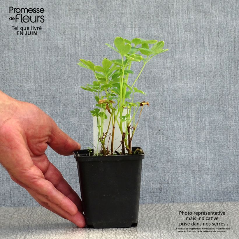 Amostra de Dicentra spectabilis Alba Vaso de 8/9 cm tal como entregue no verão