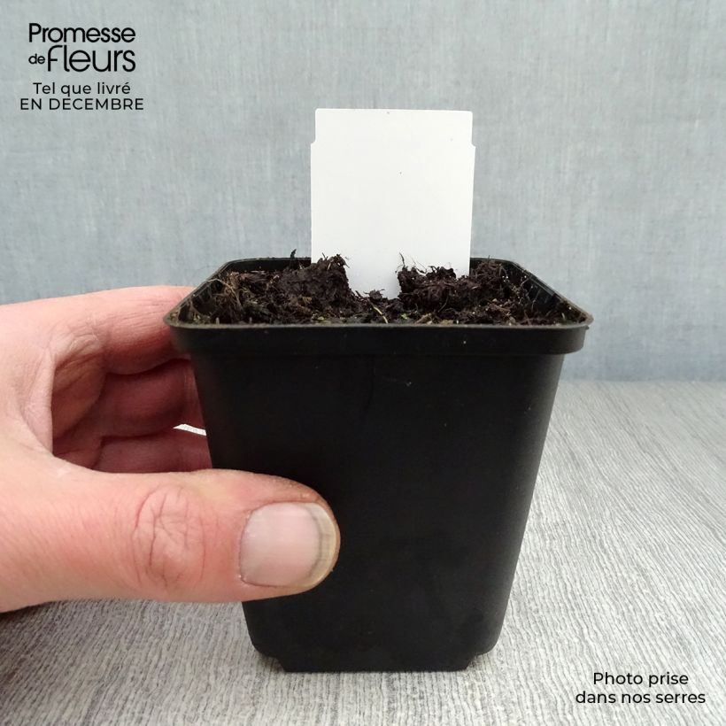 Amostra de Dicentra spectabilis Alba Vaso de 8/9 cm tal como entregue no inverno