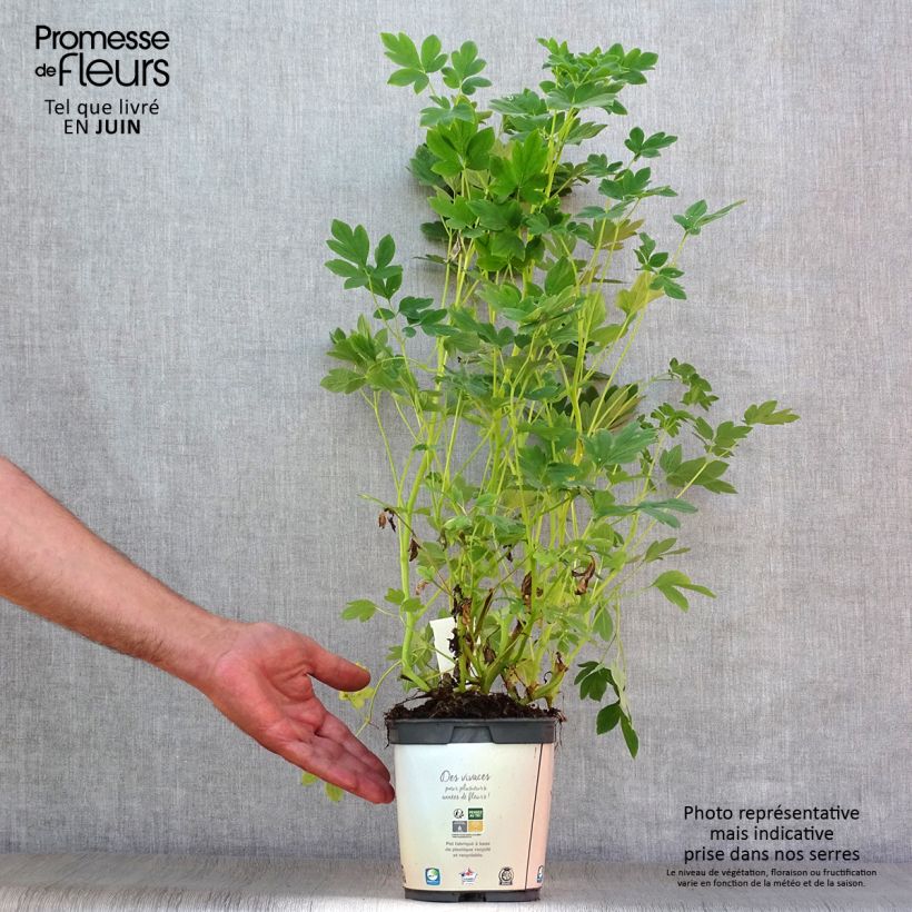 Amostra de Dicentra spectabilis Alba Vaso de 2 L/3 L tal como entregue no verão