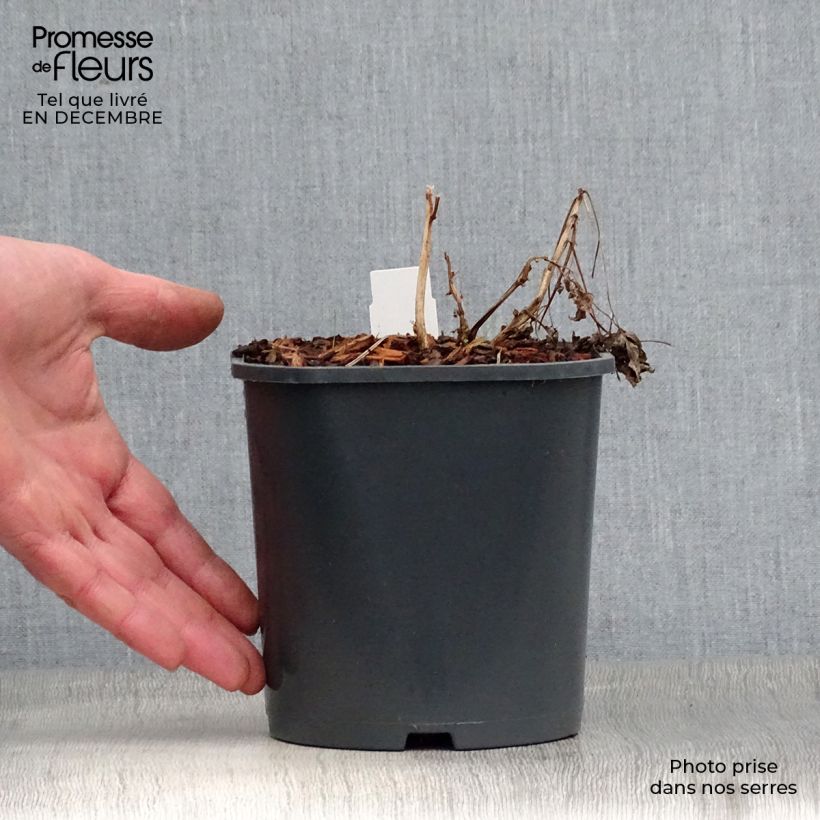 Amostra de Dicentra spectabilis Alba Vaso de 2 L/3 L tal como entregue no inverno