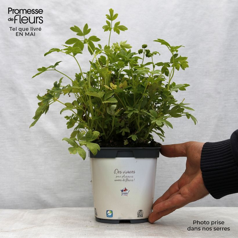 Amostra de Dicentra spectabilis Alba Vaso de 2 L/3 L tal como entregue na primavera