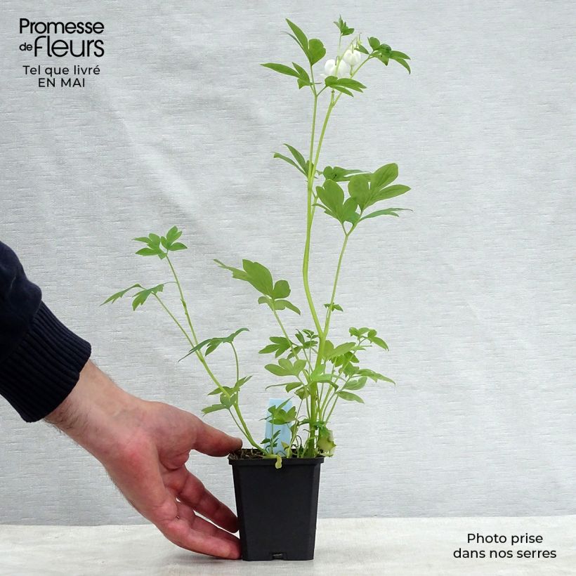 Amostra de Dicentra spectabilis Alba Vaso de 8/9 cm tal como entregue na primavera
